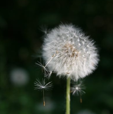 Wildpflanzen1