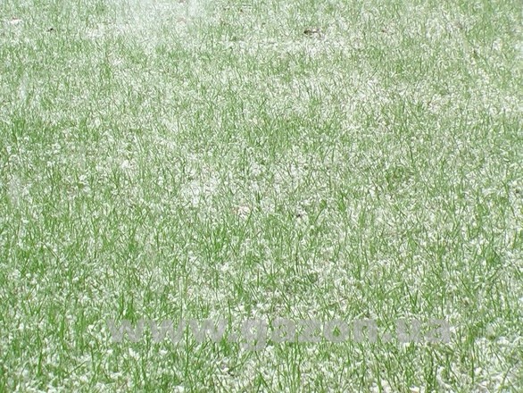 травосмесь ПАРК-ЭЛИТ зимой