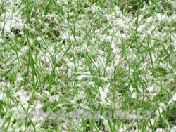 газон зимой RASENLUX